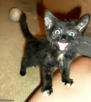 $Happy_Cat_Is_Happy337.webp