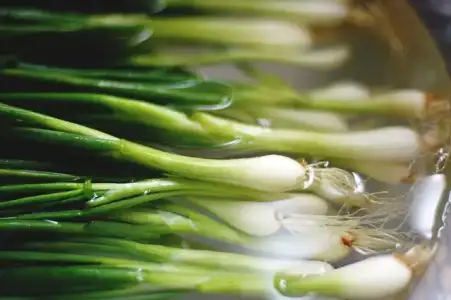 $f7913e73yesil_soganin_cabuk_curumesi_nasil_onlenir_1.webp $f7913e73yesil_soganin_cabuk_curumesi_nasil_onlenir_1.webp