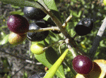$zeytin1.gif $zeytin1.gif