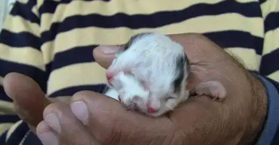 $hatayda_iki_yuzlu_kedi_dogdu_h1852.webp