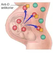 $antid-rhuygunsuzlugu.webp