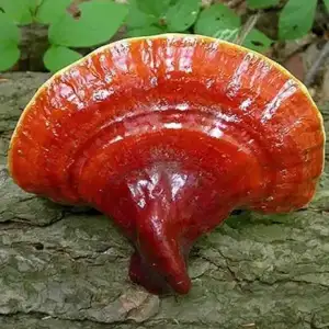 $mustafa-eraslan-reishi-mantari-360.webp