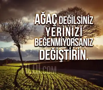 $agac-degilsin-yerini-degistir-tilqi-j.webp