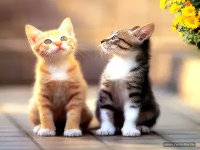 $iki_kedi.webp