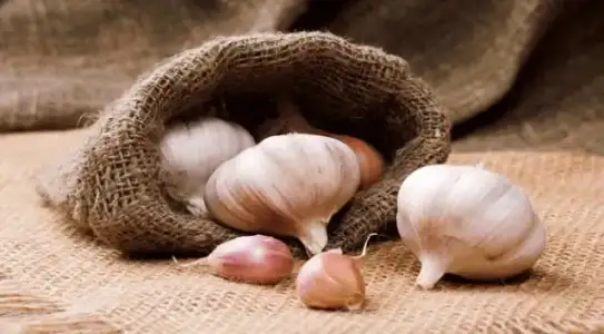 $sar&#305;msak.webp