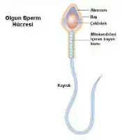 $sperm.webp