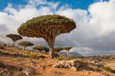 $201- Yemen !.webp