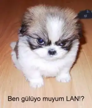 $5ad1242408sn7.webp