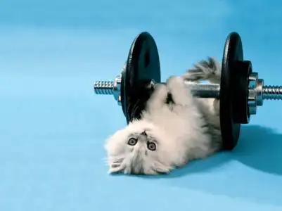 $funny-kitten-lifting-weights-800x600-wallpaper-257.webp