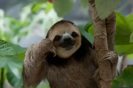 $o-PHOTOS-OF-SLOTHS-facebook.webp