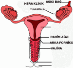 $vajinal-kanal.gif