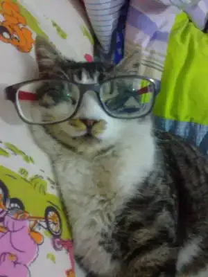 $MÃ½rtÃ½k FotoÃ°raf1473.webp