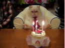 $anigif.gif