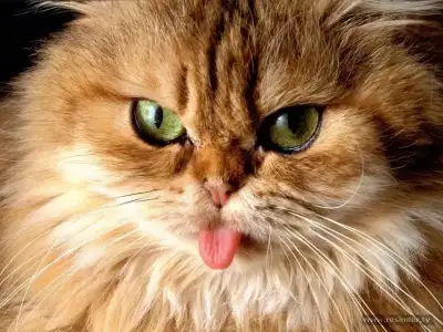 $dil_cikaran_kedi.webp