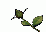$959a954ea524a2f317048630e609b183_1289506793.gif