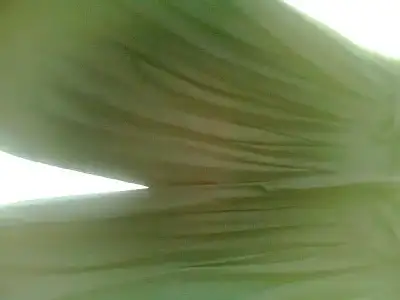 $FotoÃ°raf0141.webp
