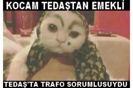 $2576054-kedi15.webp