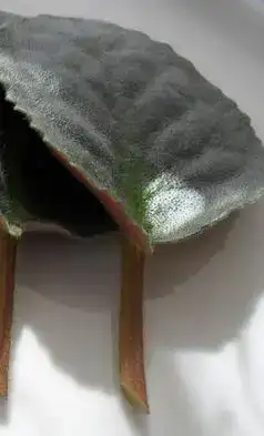 $menekÃ¾e kÃ¶k.webp