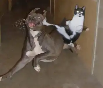 $kedi-kopek-kavgasi_4728_m.webp