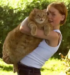 $tubcat.webp