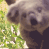 $anigifkoala.gif