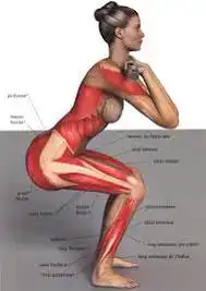 $squat_kaslar.webp