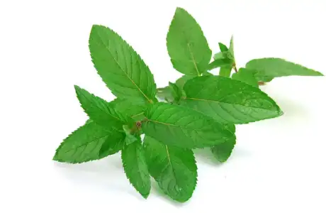 $5916mint_leaves.webp