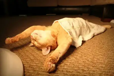 $funny-sleeping-cats-1.webp