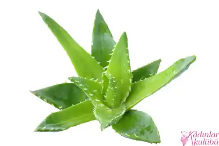 $sivilce_izlerinden_nasil_kurtulurum (3).webp $sivilce_izlerinden_nasil_kurtulurum (3).webp