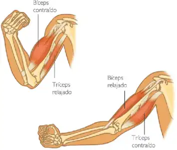 $triceps.webp $triceps.webp
