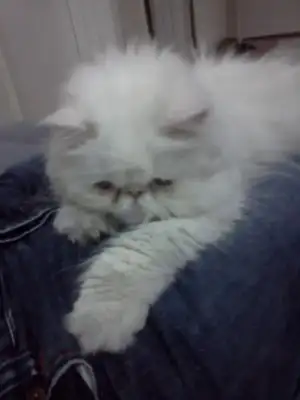 $IMG20110307_006.webp