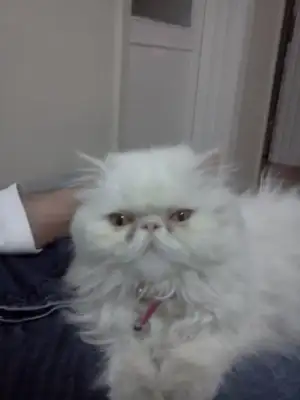 $IMG20110307_005.webp