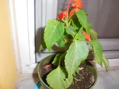 $Ã§iÃ§eÃ°im (9)1.webp