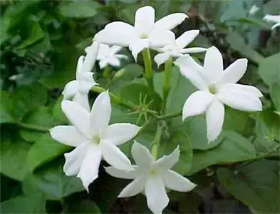 $uykusuzluga_15_dogal_care (9).webp $uykusuzluga_15_dogal_care (9).webp