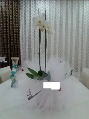 $orkide eski hali.webp