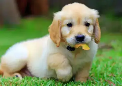 $ari-the-golden-retriever_64740_2012-03-06_w450.webp