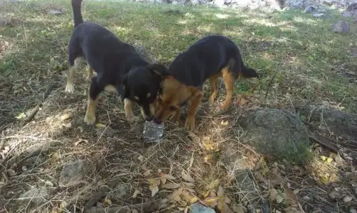 $kÃ¶pekler.webp