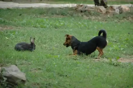 $kÃ¶pekler4.webp