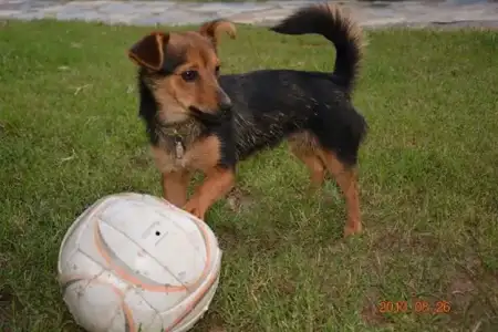 $kÃ¶pekler6.webp