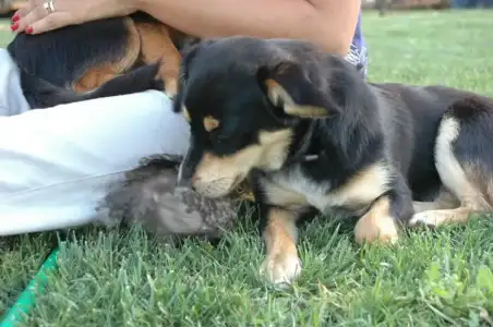 $kÃ¶pekler7.webp