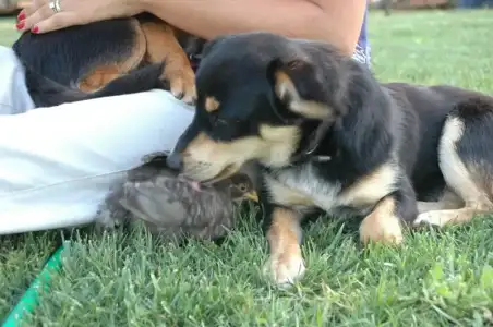 $kÃ¶pekler8.webp