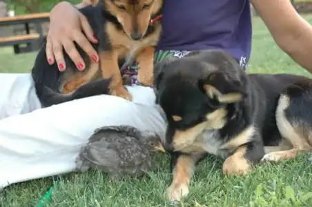 $kÃ¶pekler9.webp