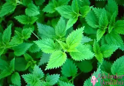 $alerjiye_karsi_8_sifali_bitki (1).webp $alerjiye_karsi_8_sifali_bitki (1).webp