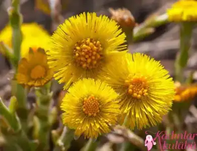 $alerjiye_karsi_8_sifali_bitki (2).webp $alerjiye_karsi_8_sifali_bitki (2).webp