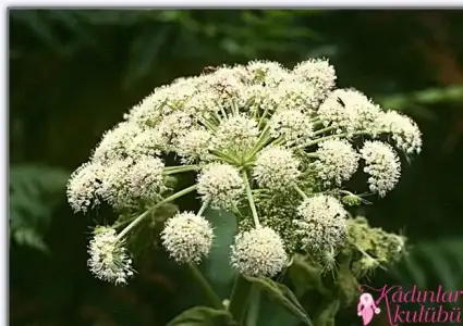 $alerjiye_karsi_8_sifali_bitki (5).webp $alerjiye_karsi_8_sifali_bitki (5).webp