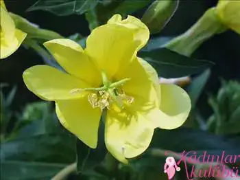 $alerjiye_karsi_8_sifali_bitki (6).webp $alerjiye_karsi_8_sifali_bitki (6).webp