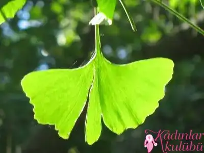 $alerjiye_karsi_8_sifali_bitki (8).webp $alerjiye_karsi_8_sifali_bitki (8).webp