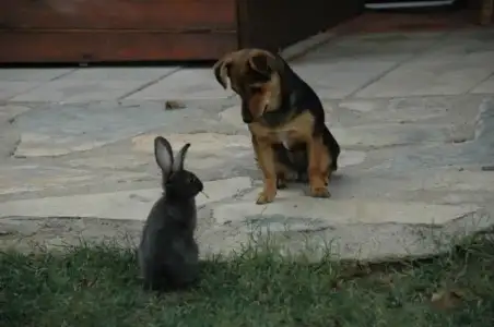 $kÃ¶pekler3.webp