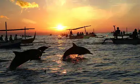 $lovina-sunrise-dolphin.webp