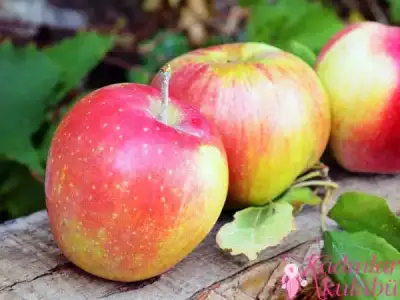 $agiz_kokusundan_kurtulmanin_dogal_yollari (1).webp